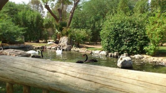 Kuwait-zoo
